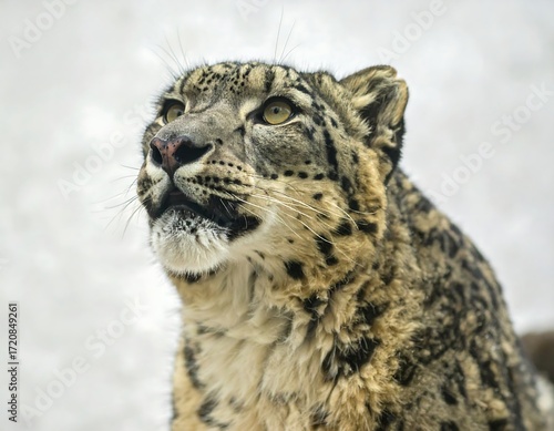 Close-up of a snow leopard looking upward