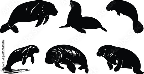 Manatee silhouettes in various poses sea cow marine mammal.A group of manatee silhouettes in different poses against a white background in two separate clusters.Simple manatee body silhouette vector 
