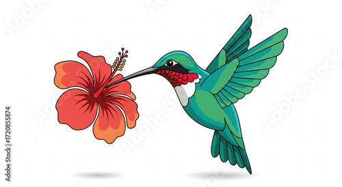 Illustration of a hummingbird drinking nectar from a hibiscus flower design vector art drawing image graphic
