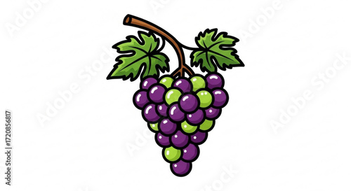 Illustration of fresh grapes with leaves, grape vine, fruit drawing, healthy food, purple and green grapes