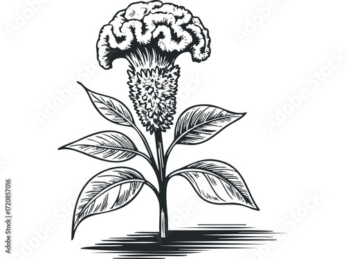 Celosia flower plant black and white line drawing. Vector hand drawn illustration
