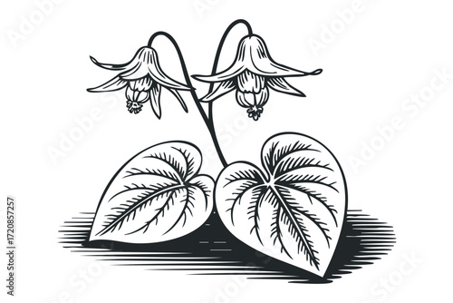 Line art of bell shaped flowers and leaves. Vector hand drawn illustration