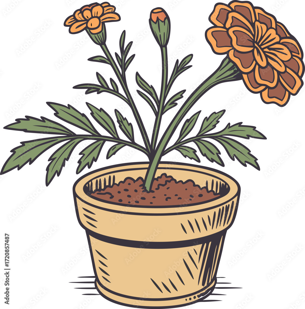 Obraz premium Marigold in traditional terracotta pot icon isolated.