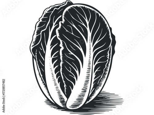 Napa Cabbage Isolated on White. Vector hand drawn illustration