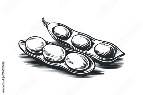 Soybeans in Pods Transparent. Vector hand drawn illustration