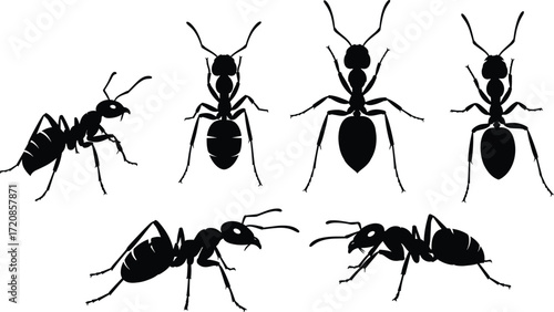 Ant silhouette illustration set, insect vector design, black ant graphics, side and top view poses, entomology clipart collection