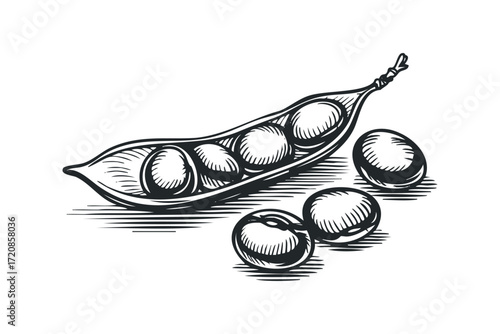Soybeans in Pod and Seeds Isolated Transparent. Vector hand drawn illustration