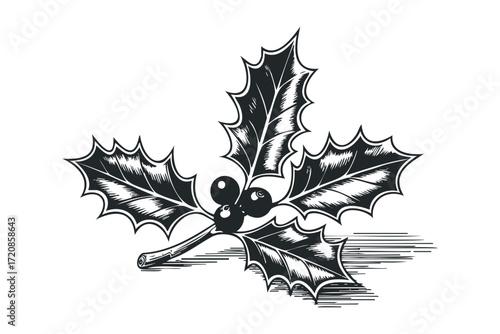 Black and white holly branch with berries. Vector hand drawn illustration