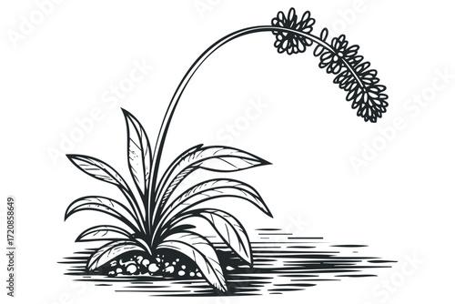Detailed ink drawing of a flowering plant with leaves. Vector hand drawn illustration