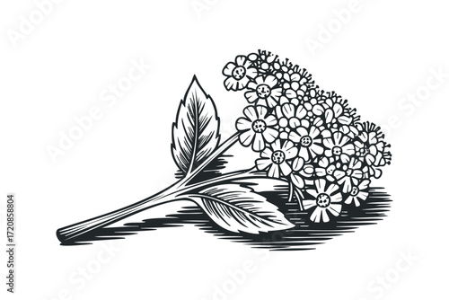 Branch of delicate white flowers with leaves in a woodcut style. Vector hand drawn illustration