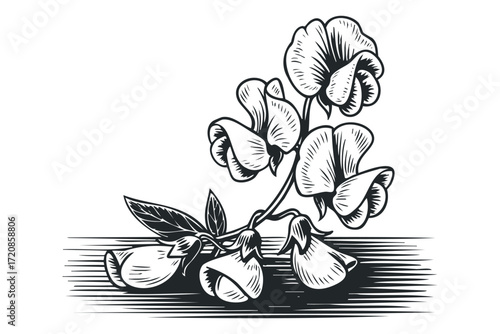 Black and white linocut style drawing of sweet pea flowers. Vector hand drawn illustration