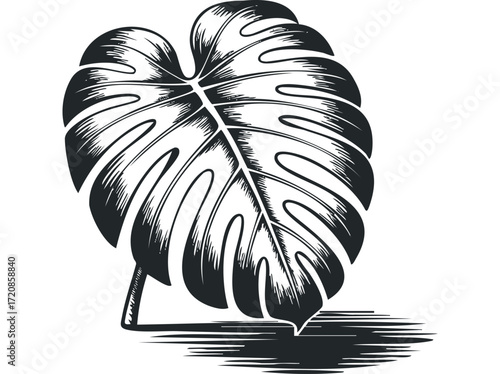 Monstera leaf with bold outline and hatched shading. Vector hand drawn illustration