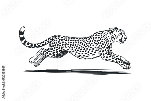 Cheetah in motion. Vector hand drawn illustration