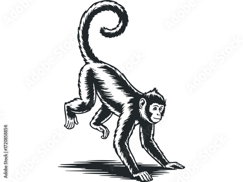 Primate on all fours with curling tail. Vector hand drawn illustration