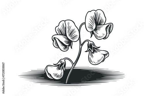 Monochromatic Engraved Sweet Pea Flower Stems. Vector hand drawn illustration
