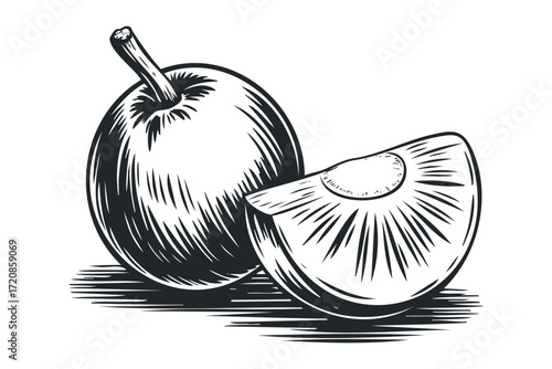 Whole plum and sliced fruit with stem. Vector hand drawn illustration