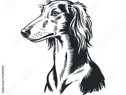 Saluki Dog Portrait Profile. Vector hand drawn illustration