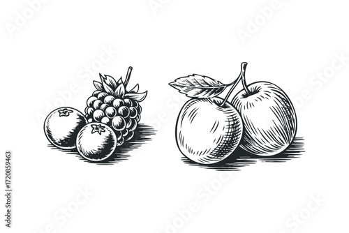 Blackberry and Apple Illustration. Vector hand drawn illustration