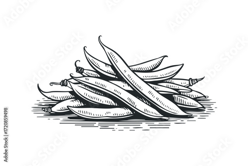 Line drawing of green beans on transparent background. Vector hand drawn illustration