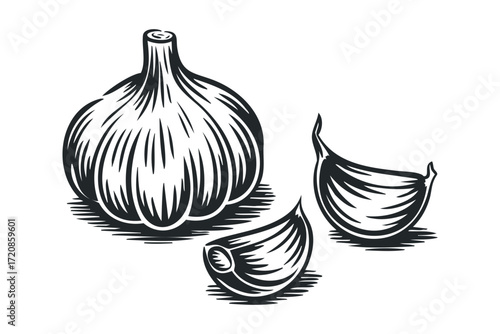Garlic bulb and cloves linocut style on transparent background. Vector hand drawn illustration