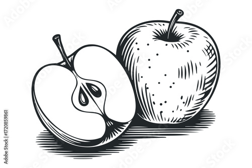 Engraving style drawing of an apple and a halved apple. Vector hand drawn illustration