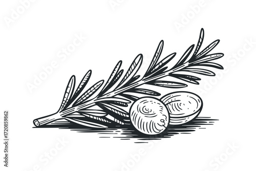 Line drawing of rosemary sprig with olives. Vector hand drawn illustration