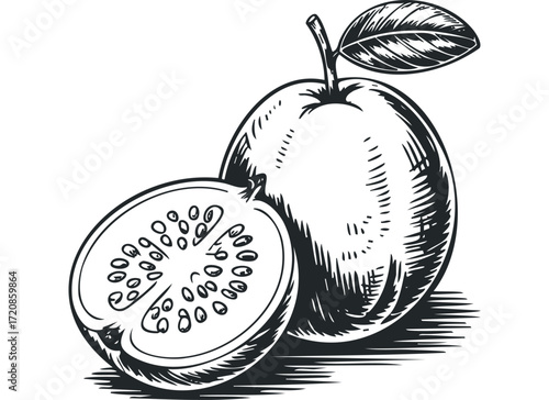 Line art drawing of a whole and halved guava fruit with seeds. Vector hand drawn illustration