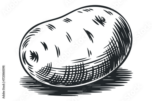 Engraved Potato Vegetable Graphic. Vector hand drawn illustration