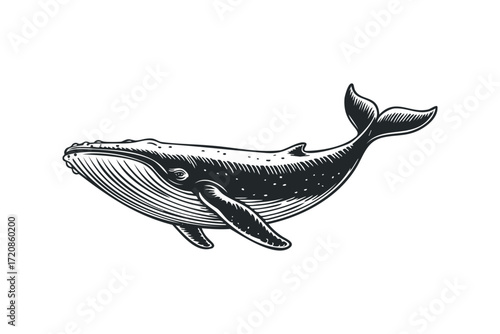Humpback whale swimming in dark water ink sketch. Vector hand drawn illustration