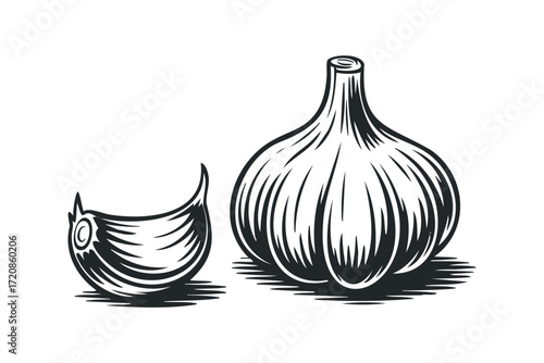 Garlic bulb and clove isolated on white background. Vector hand drawn illustration