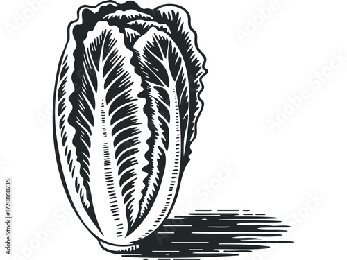 Napa cabbage isolated on transparent background. Vector hand drawn illustration