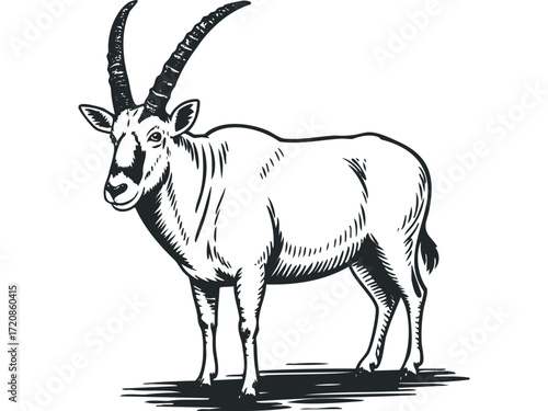 Oryx standing on transparent background in hand drawn style. Vector hand drawn illustration