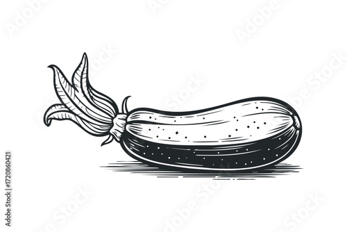 Zucchini with Leaves. Vector hand drawn illustration