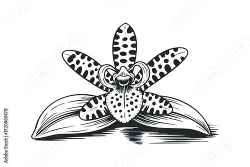 Bold black and white orchid bloom with spotted petals. Vector hand drawn illustration
