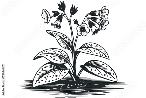 Line art botanical illustration of flowering plant. Vector hand drawn illustration