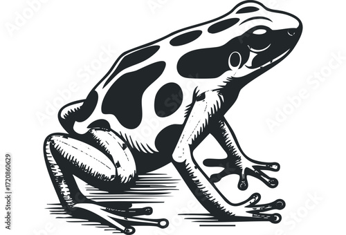 Stylized poison dart frog with black and white markings. Vector hand drawn illustration