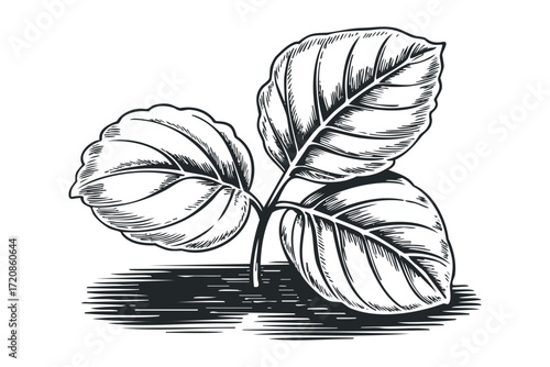 Woodcut style illustration of three large green leaves with vein detail. Vector hand drawn illustration