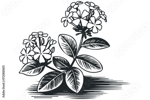 Black and White Line Drawing of Flowering Plant Branch. Vector hand drawn illustration