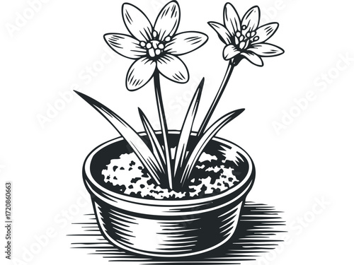 Potted Star of Bethlehem flower in black and white style. Vector hand drawn illustration