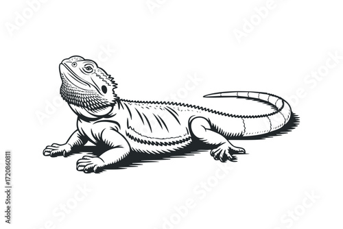 Line drawing of a bearded dragon lizard looking up. Vector hand drawn illustration