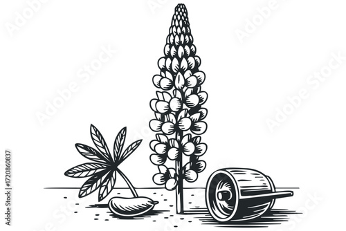 Lupine flower plant with leaf and seed on ground. Vector hand drawn illustration