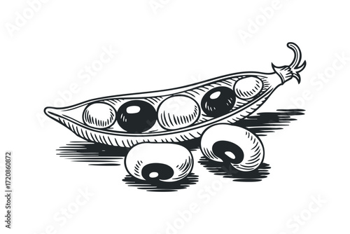 Peapod with five peas and three loose peas. Vector hand drawn illustration