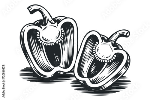 Halved bell pepper cross section graphic. Vector hand drawn illustration