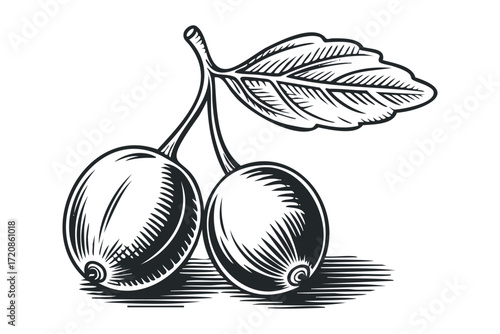 Two ripe cherries with a single leaf. Vector hand drawn illustration