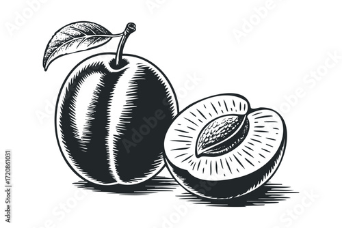 Vintage Plum and Halved Fruit with Leaf. Vector hand drawn illustration