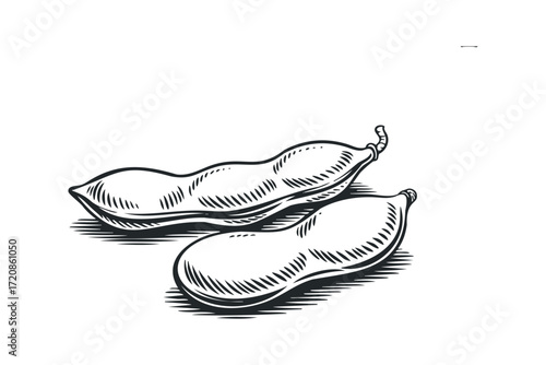 Two ripe soybeans on a white background. Vector hand drawn illustration