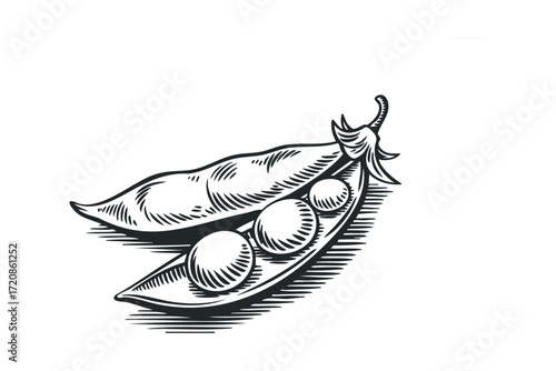 Black and white illustration of an open pea pod with peas. Vector hand drawn illustration