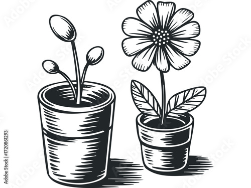 Two potted plants, one with buds and one with a blooming flower. Vector hand drawn illustration