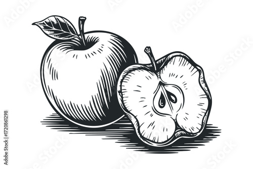Line art depiction of whole apple next to cut apple. Vector hand drawn illustration