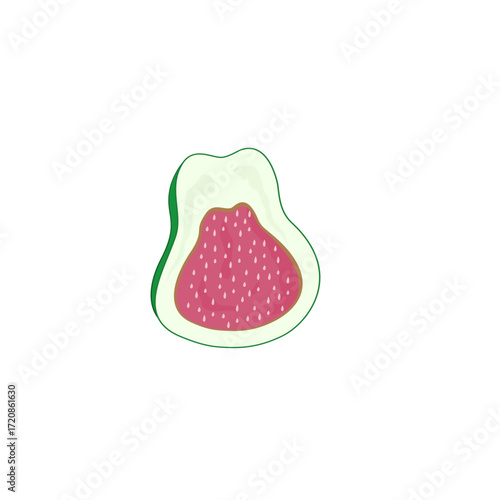 Guava fruit vector illustration
